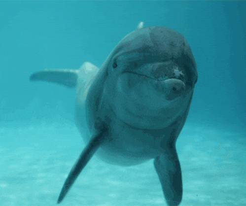Ocean freediving